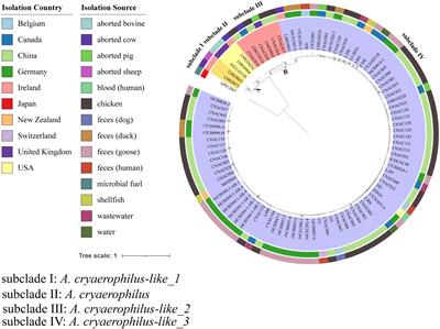 Species classification and novel plasmid identifications in Arcobacter cryaerophilus and Arcobacter cryaerophilus-like organisms